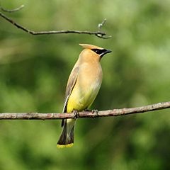 Photo by Jason Quinn: "Cedar Waxing August 14, 2014  Newfoundland, PA"