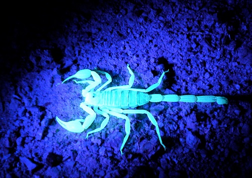 GlowingScorpion