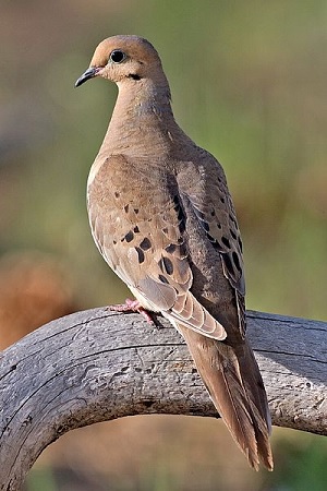 Mourning Dove - image credit naturespicsonline.com