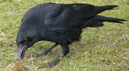 Clever Crow caught something in his beak today - Mercury! Image courtesy BS Thurner Hof.