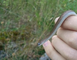 A living, breathing terrestrial manifestation of Pluto energy!