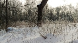 ©EmpoweredDestiny.com 2017. All rights reserved.